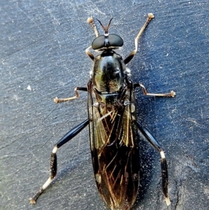 Exaireta spinigera at Crooked Corner, NSW - 12 Apr 2018 08:06 PM