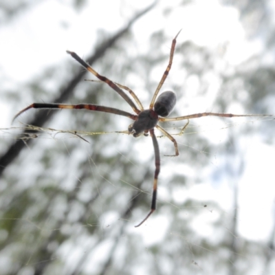 Trichonephila edulis (Golden orb weaver) at Yass River, NSW - 15 Feb 2021 by SenexRugosus