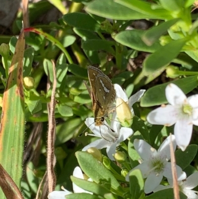 Taractrocera papyria (White-banded Grass-dart) at Murrumbateman, NSW - 16 Feb 2021 by SimoneC