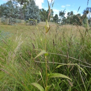 Persicaria hydropiper at Yass River, NSW - 16 Feb 2021