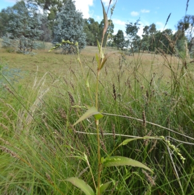 Persicaria hydropiper (Water Pepper) at Yass River, NSW - 16 Feb 2021 by SenexRugosus