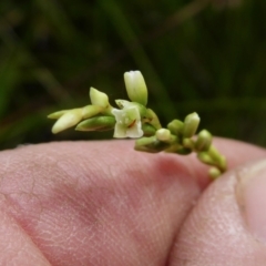 Persicaria hydropiper at Yass River, NSW - 16 Feb 2021