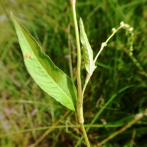 Persicaria hydropiper at Yass River, NSW - 16 Feb 2021