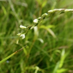 Persicaria hydropiper at Yass River, NSW - 16 Feb 2021