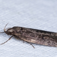 Oecophoridae provisional species 1 at Melba, ACT - 15 Feb 2021 11:59 PM