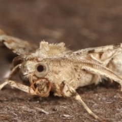 Syneora hemeropa at Melba, ACT - 16 Feb 2021