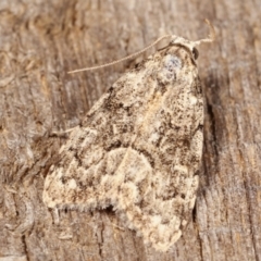 Unidentified Moth (Lepidoptera) at Melba, ACT - 15 Feb 2021 by kasiaaus