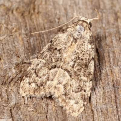 Nola tetralopha (A Nolid moth) at Melba, ACT - 16 Feb 2021 by kasiaaus