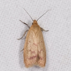 Heteroteucha occidua (A concealer moth) at Melba, ACT - 16 Feb 2021 by kasiaaus