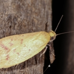 Heteroteucha occidua at Melba, ACT - 16 Feb 2021