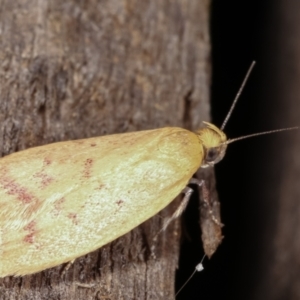 Heteroteucha occidua at Melba, ACT - 16 Feb 2021