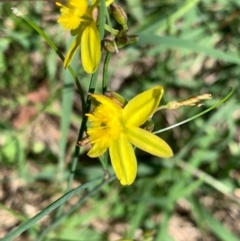 Tricoryne elatior (Yellow Rush Lily) at Murrumbateman, NSW - 14 Feb 2021 by SimoneC