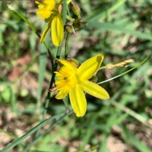 Tricoryne elatior at Murrumbateman, NSW - 14 Feb 2021 02:58 PM