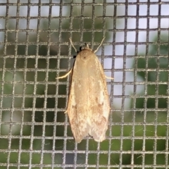 Oecophoridae (family) (Unidentified Oecophorid concealer moth) at Aranda, ACT - 11 Feb 2021 by KMcCue