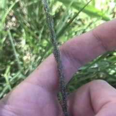 Sporobolus sp. (A Rat's Tail Grass) at Phillip, ACT - 15 Feb 2021 by Tapirlord