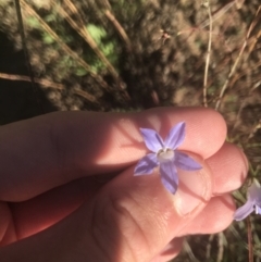 Wahlenbergia capillaris (Tufted Bluebell) at Garran, ACT - 15 Feb 2021 by Tapirlord