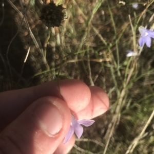 Wahlenbergia capillaris at Garran, ACT - 15 Feb 2021