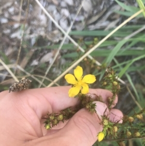 Hypericum perforatum at Hughes, ACT - 15 Feb 2021