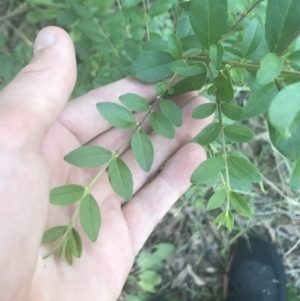 Ligustrum sinense at Hughes, ACT - 15 Feb 2021