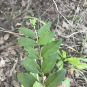 Ligustrum sinense at Hughes, ACT - 15 Feb 2021