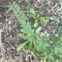 Ligustrum sinense at Hughes, ACT - 15 Feb 2021