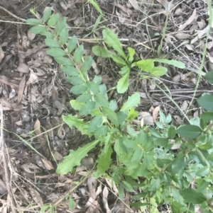 Ligustrum sinense at Hughes, ACT - 15 Feb 2021 06:17 PM