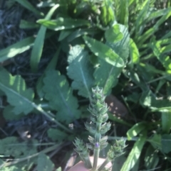 Salvia verbenaca var. verbenaca at Hughes, ACT - 15 Feb 2021 06:21 PM