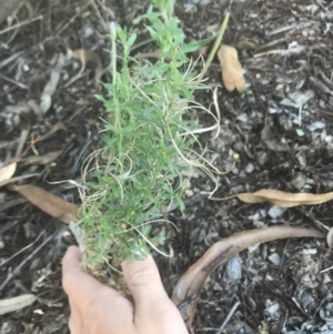 Epilobium billardiereanum subsp. cinereum at Garran, ACT - 15 Feb 2021 06:24 PM