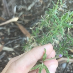 Epilobium billardiereanum subsp. cinereum at Garran, ACT - 15 Feb 2021