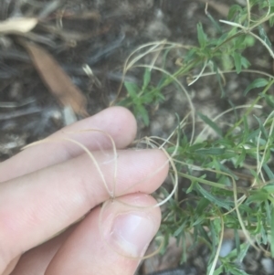 Epilobium billardiereanum subsp. cinereum at Garran, ACT - 15 Feb 2021