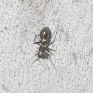 Myrmarachne luctuosa at Downer, ACT - 11 Feb 2021