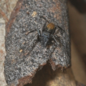 Myrmarachne sp. (genus) at Downer, ACT - 11 Feb 2021 06:25 PM