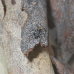 Myrmarachne sp. (genus) at Downer, ACT - 11 Feb 2021 06:25 PM