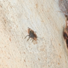 Myrmarachne sp. (genus) at Downer, ACT - 11 Feb 2021 06:25 PM