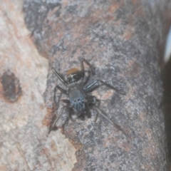 Myrmarachne sp. (genus) at Downer, ACT - 11 Feb 2021 06:25 PM