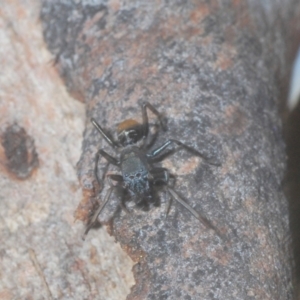 Myrmarachne sp. (genus) at Downer, ACT - 11 Feb 2021 06:25 PM