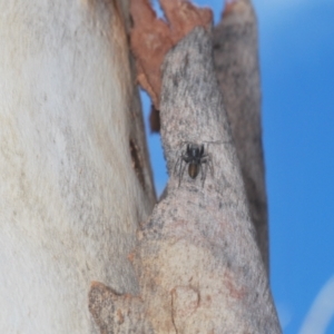 Myrmarachne sp. (genus) at Downer, ACT - 11 Feb 2021 06:25 PM