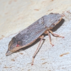 Stenocotis depressa (Leafhopper) at Downer, ACT - 11 Feb 2021 by Harrisi