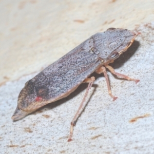 Stenocotis depressa at Downer, ACT - 11 Feb 2021 06:27 PM