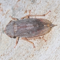 Stenocotis depressa at Downer, ACT - 11 Feb 2021 06:27 PM