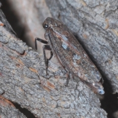 Putoniessa sp. (genus) (A leafhopper) at Downer, ACT - 9 Feb 2021 by Harrisi