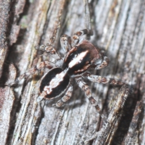 Euophryinae sp. (Mr Stripey) undescribed at Downer, ACT - 10 Feb 2021