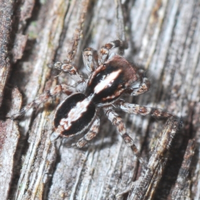 Euophryinae sp. (Mr Stripey) undescribed (Mr Stripey) at Downer, ACT - 10 Feb 2021 by Harrisi