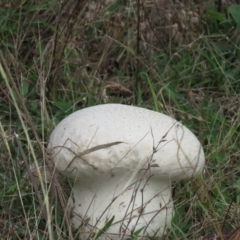 Calvatia sp. (a puffball ) at Namadgi National Park - 15 Feb 2021 by SandraH