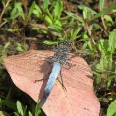 Orthetrum caledonicum at Denman Prospect, ACT - 16 Feb 2021