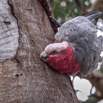 Eolophus roseicapilla (Galah) at Hackett, ACT - 16 Feb 2021 by sbittinger