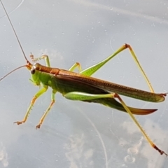 Conocephalomima barameda (False Meadow Katydid, Barameda) at Isaacs, ACT - 17 Feb 2021 by Mike