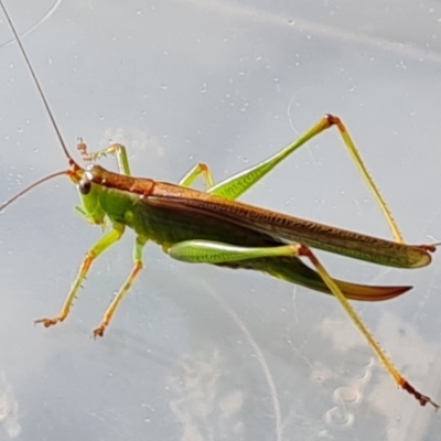 Conocephalomima barameda (False Meadow Katydid, Barameda) at Isaacs, ACT - 17 Feb 2021 by Mike