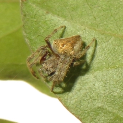 Araneinae (subfamily) (Orb weaver) at Flynn, ACT - 12 Feb 2021 by Christine