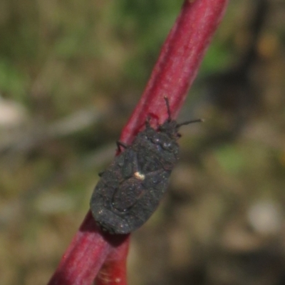 Aradidae sp. (family) (Flat bug) at Symonston, ACT - 13 Feb 2021 by Christine